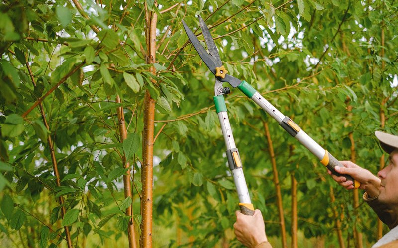 Tree trimming in Epworth, IA